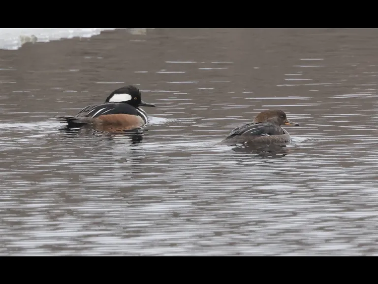 Hooded mergansers on the Sudbury River in Southborough, photographed by Steve Forman.