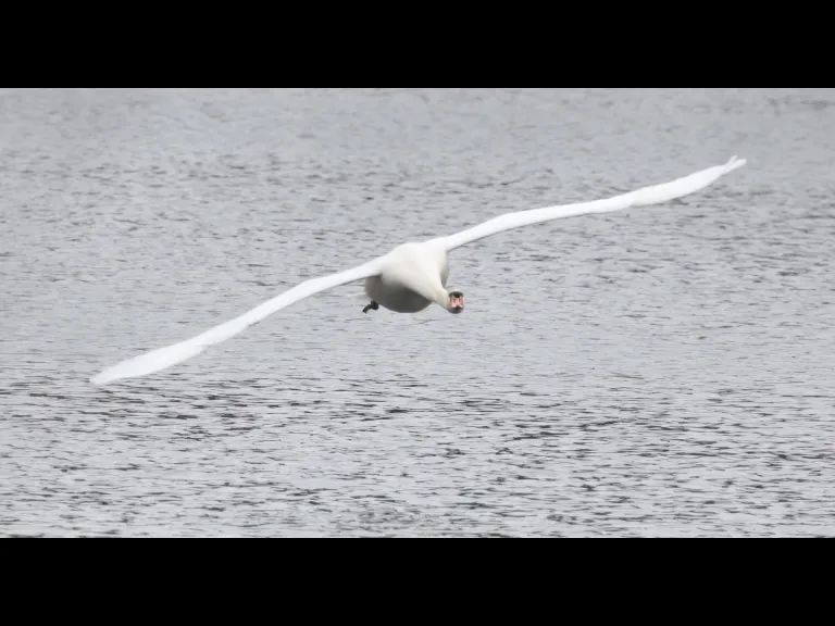 A mute swan at Hager Pond in Marlborough, photographed by Steve Forman.