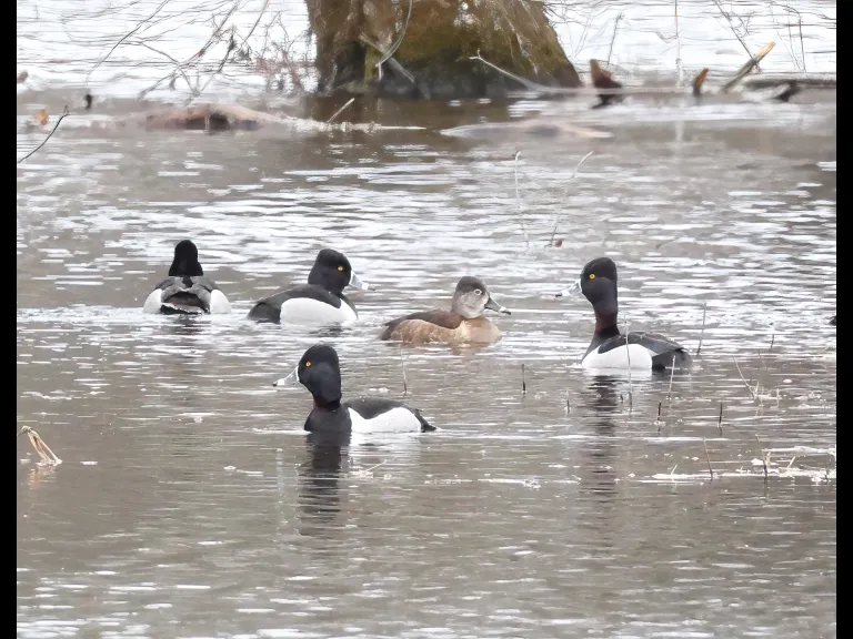 Ring-necked ducks on the Sudbury River in Wayland, photographed by Steve Forman.