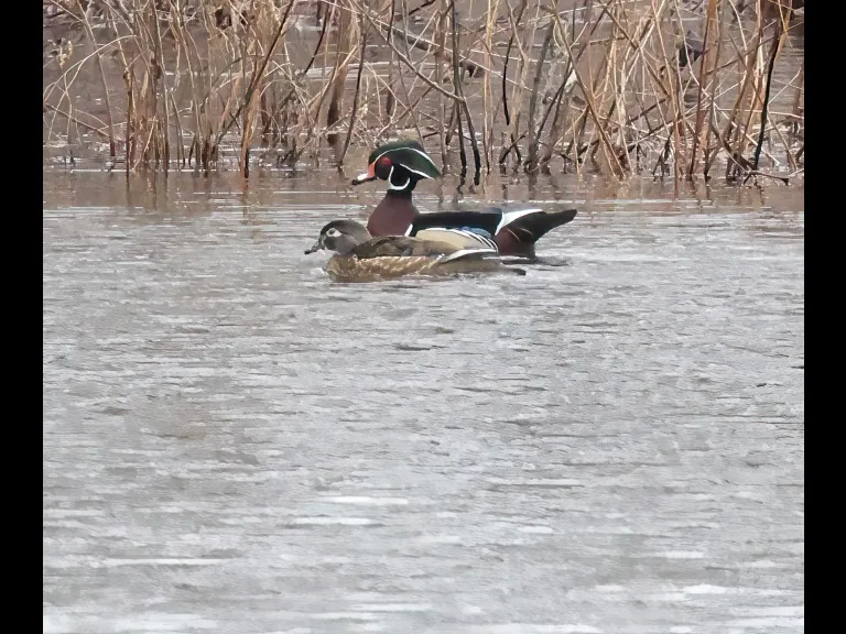 Wood ducks on the Sudbury River in Framingham, photographed by Steve Forman.
