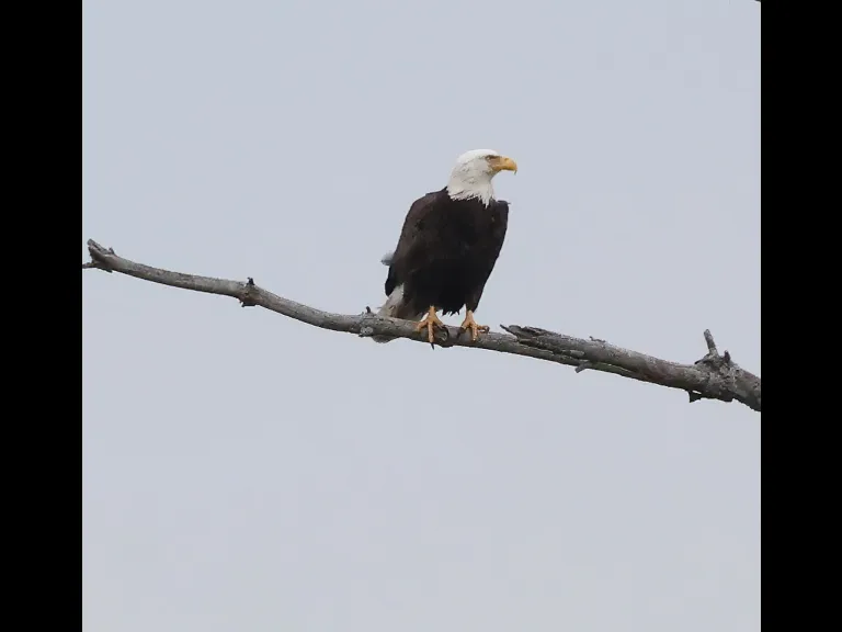A bald eagle on the Sudbury Reservoir in Southborough, photographed by Steve Forman.