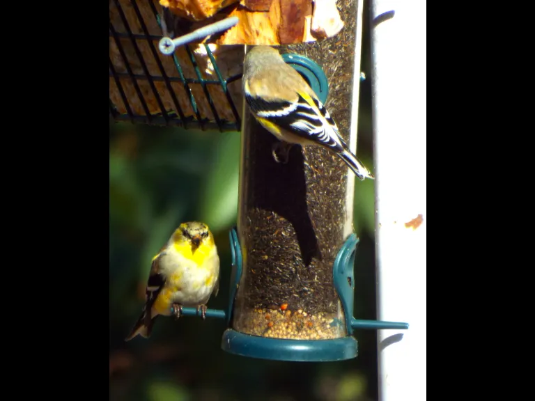 American goldfinches in Harvard, photographed by Robin Right.