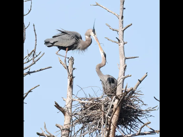 Great blue herons in Southborough, photographed by Steve Forman.