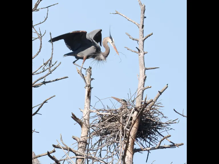 Great blue herons in Southborough, photographed by Steve Forman.