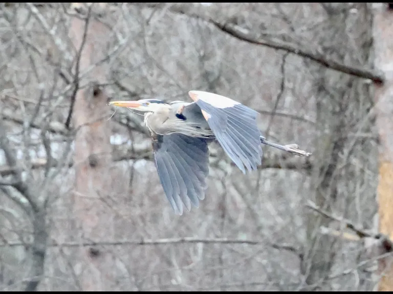 A great blue heron in Southborough, photographed by Steve Forman.