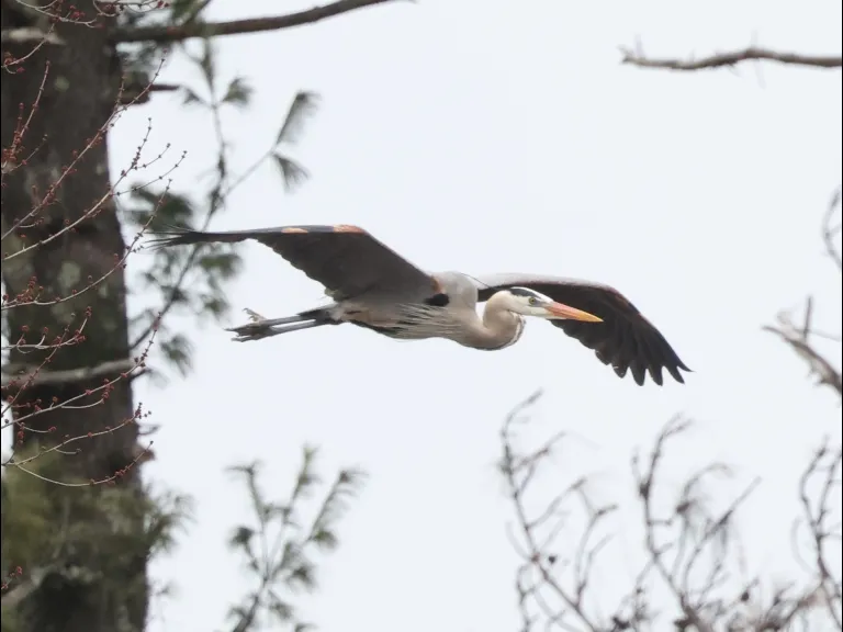 A great blue heron in Southborough, photographed by Steve Forman.
