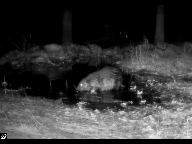 A beaver in Framingham, photographed with an automatically triggered wildlife camera by Margaret McKane.
