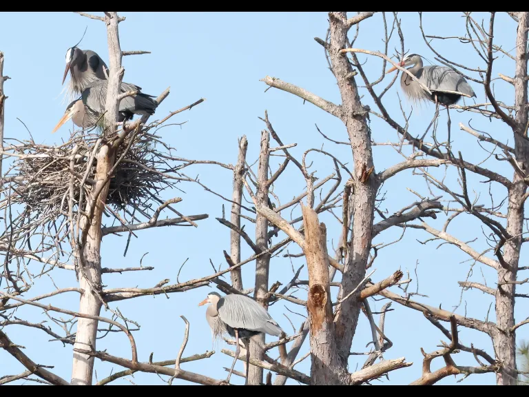 Great blue herons in Southborough, photographed by Steve Forman.