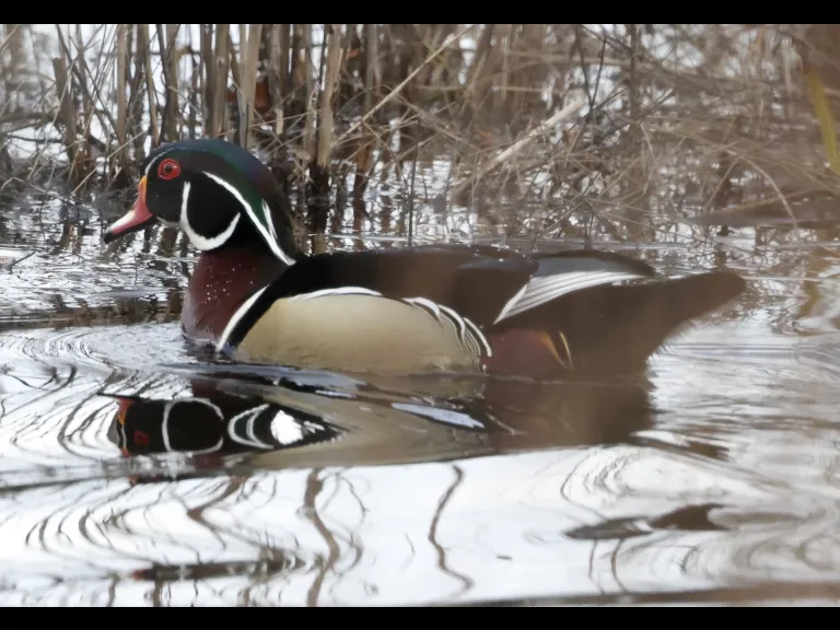 A wood duck at Bartlett Pond in Northborough, photographed by Steve Forman.