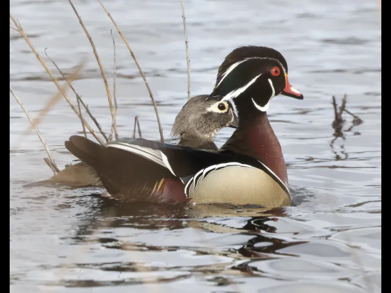 Wood ducks at Bartlett Pond in Northborough, photographed by Steve Forman.