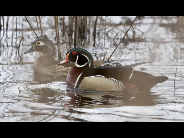 Wood ducks at Bartlett Pond in Northborough, photographed by Steve Forman.