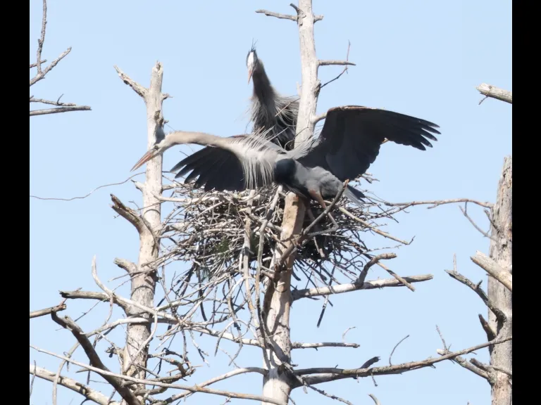 Great blue herons in Southborough, photographed by Steve Forman.