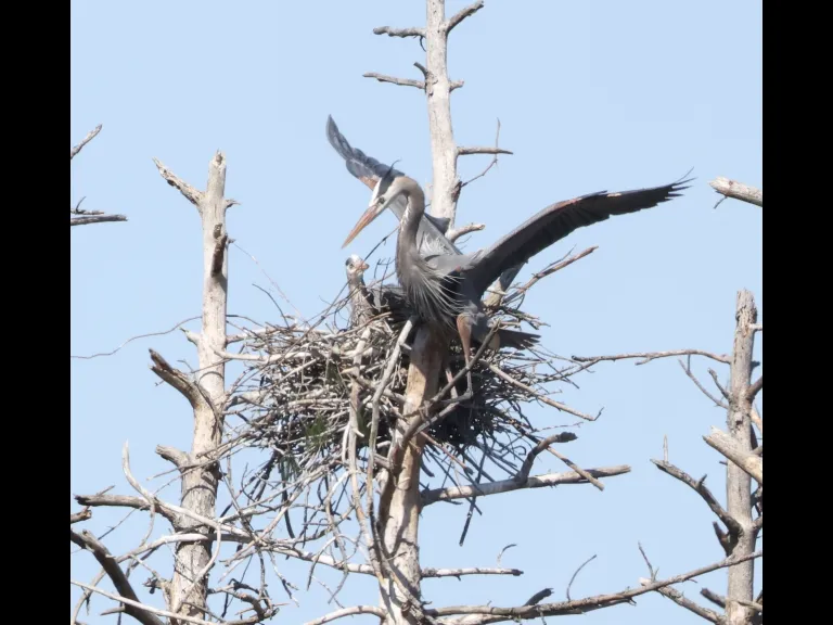 Great blue herons in Southborough, photographed by Steve Forman.