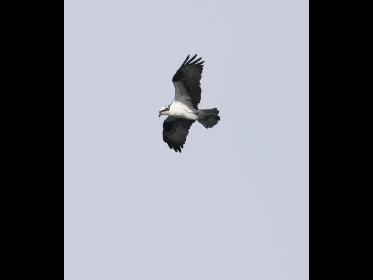 An osprey at Bartlett Pond in Northborough, photographed by Steve Forman.