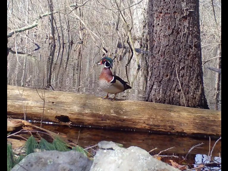 A wood duck in Framingham, photographed with an automatically triggered wildlife camera by Margaret McKane.