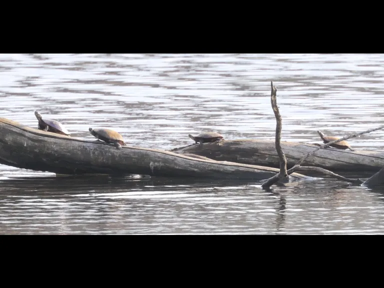 Painted turtles at Hager Pond in Marlborough, photographed by Steve Forman.