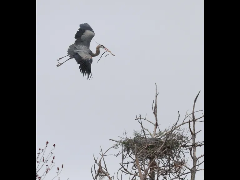 Great blue herons in Southborough, photographed by Steve Forman.