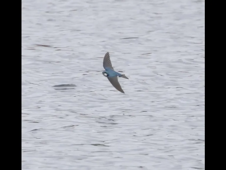 A tree swallow at Hager Pond in Marlborough, photographed by Steve Forman.