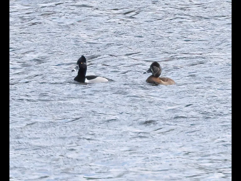 Ring-necked ducks on the Sudbury Reservoir in Southborough, photographed by Steve Forman.