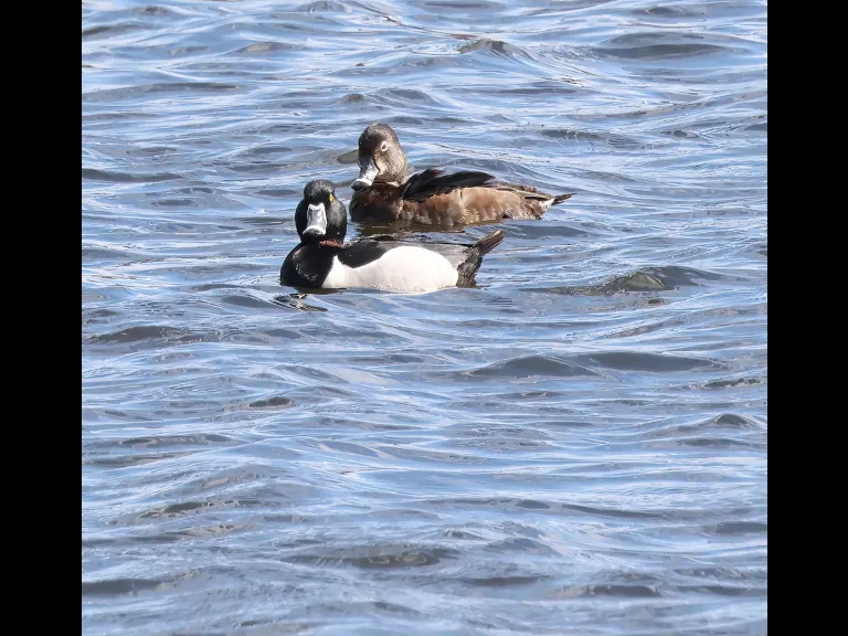 Ring-necked ducks on the Sudbury Reservoir in Southborough, photographed by Steve Forman.