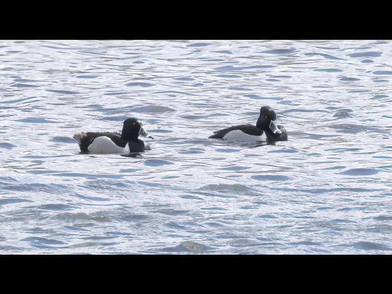Ring-necked ducks on the Sudbury Reservoir in Southborough, photographed by Steve Forman.