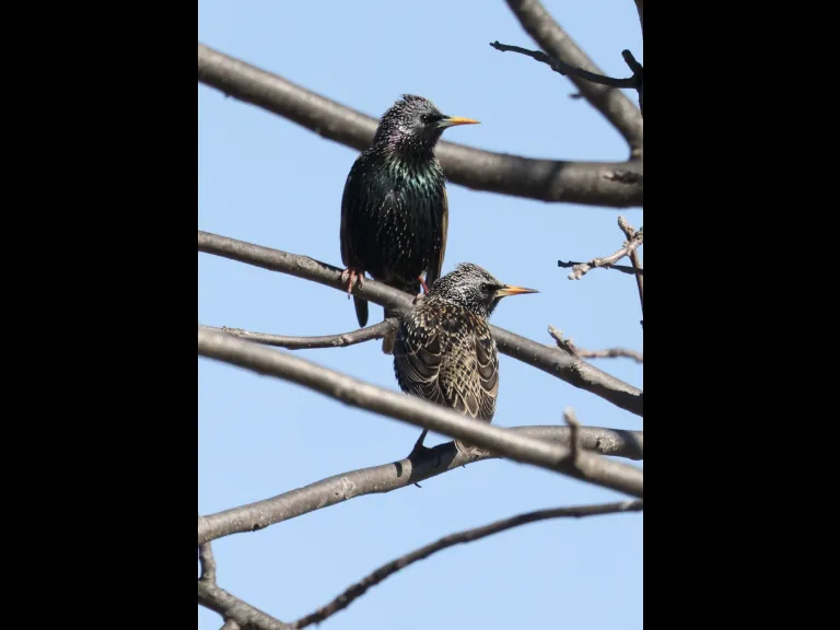 European starlings at Breakneck Hill Conservation Land in Southborough, photographed by Steve Forman.