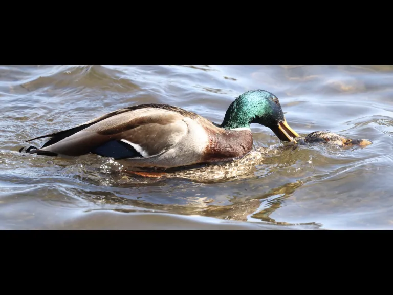 Mallards at Hager Pond in Marlborough, photographed by Steve Forman.