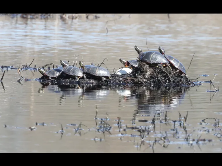 Painted turtles at Bartlett Pond in Northborough, photographed by Steve Forman.