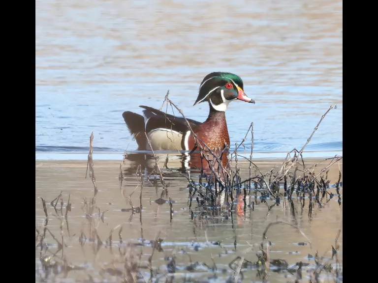A wood duck at Bartlett Pond in Northborough, photographed by Steve Forman.