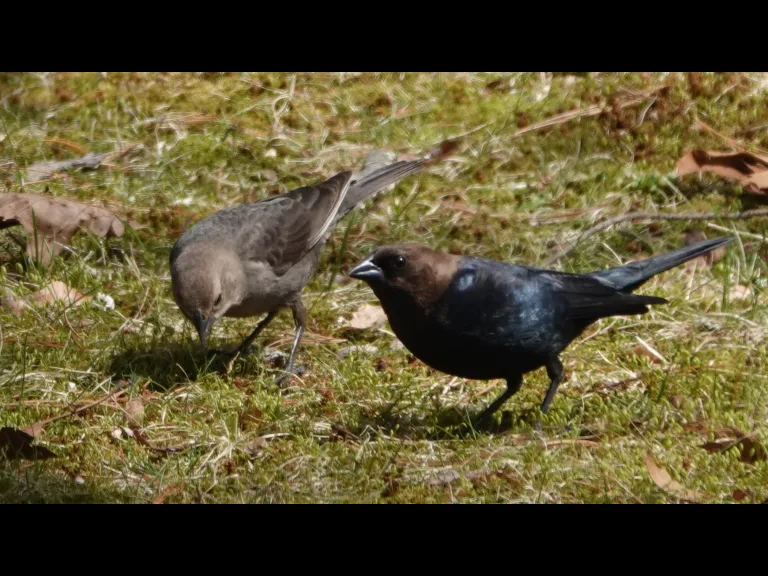 Brown-headed cowbirds in Lincoln, photographed by Ron McAdow.