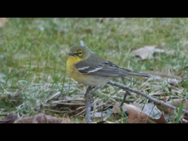 A pine warbler in Lincoln, photographed by Ron McAdow.