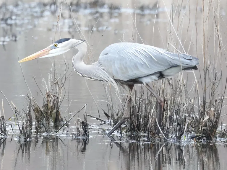 A great blue heron at Bartlett Pond in Northborough, photographed by Steve Forman.