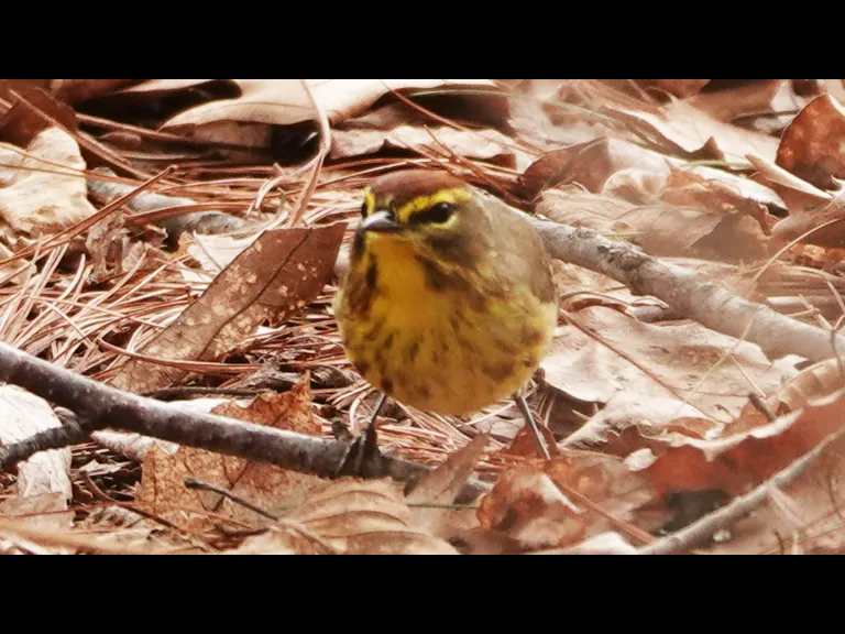 A palm warbler in Lincoln, photographed by Ron McAdow.