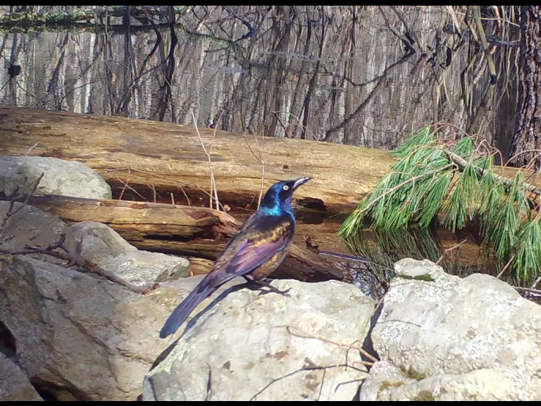 A common grackle in Framingham, photographed with an automatically triggered wildlife camera by Margaret McKane.