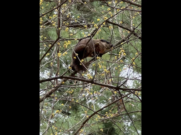 A woodchuck in Wayland, photographed by Carole Hohl.