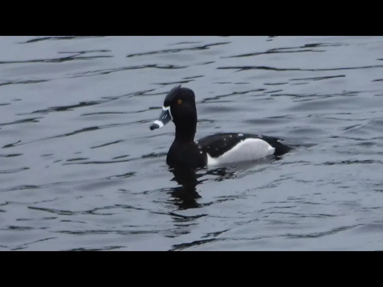 A ring-necked duck in Lincoln, photographed by Ron McAdow.