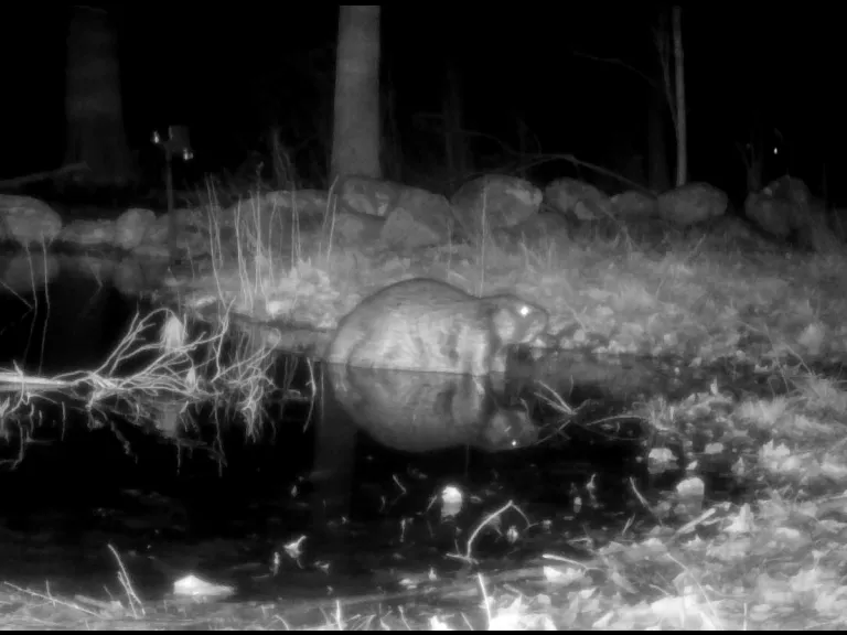 A beaver in Framingham, photographed with an automatically triggered wildlife camera by Margaret McKane.