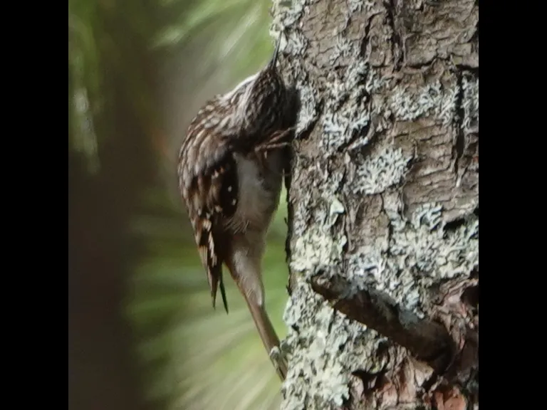 A brown creeper in Lincoln, photographed by Ron McAdow.