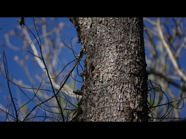 A brown creeper in Lincoln, photographed by Ron McAdow.