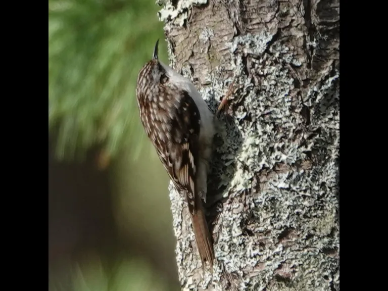 A brown creeper in Lincoln, photographed by Ron McAdow.