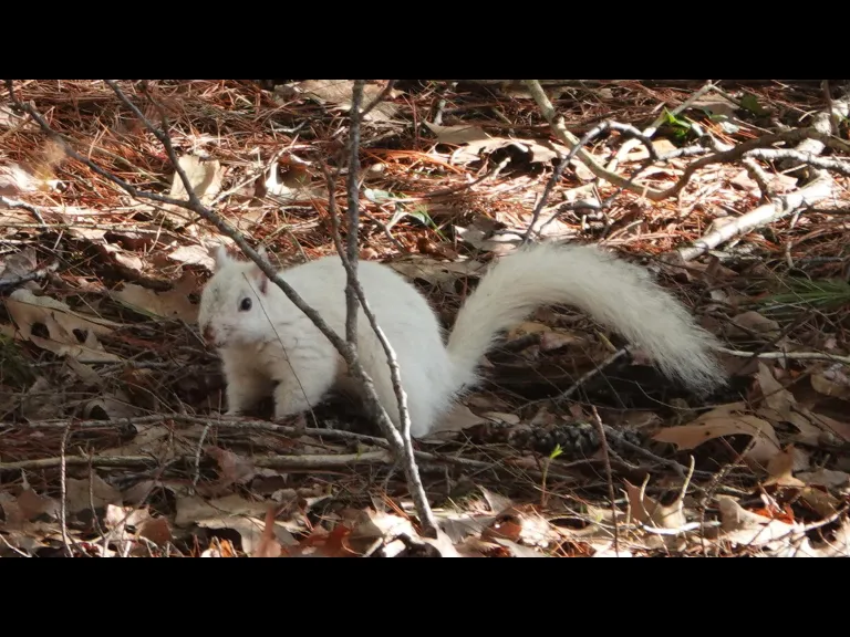 A white colored gray squirrel in Lincoln, photographed by Ron McAdow.