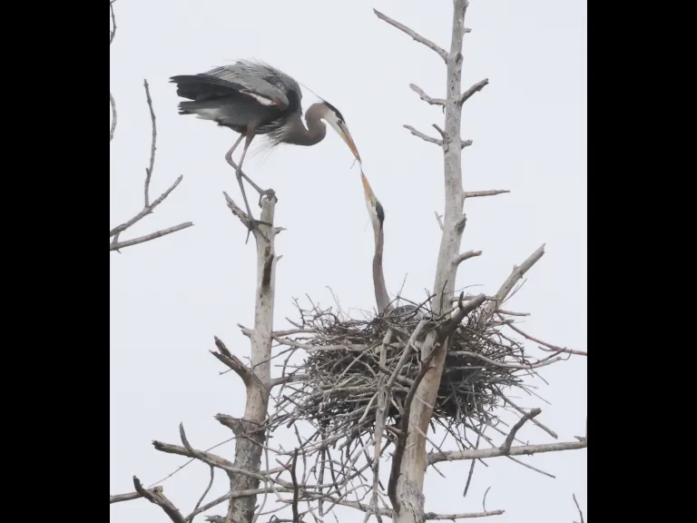 Great blue herons at their nest in Southborough, photographed by Steve Forman.