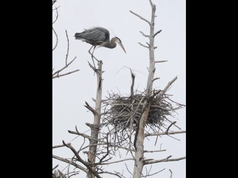 Great blue herons at their nest in Southborough, photographed by Steve Forman.