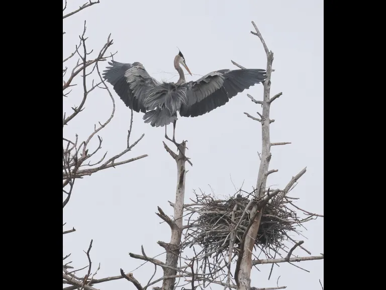 Great blue herons at their nest in Southborough, photographed by Steve Forman.