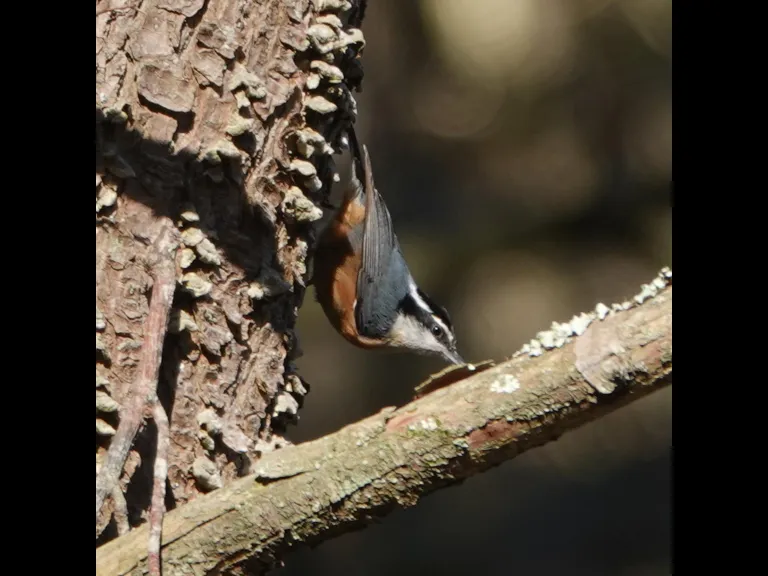 A red-breasted nuthatch in Lincoln, photographed by Ron McAdow.