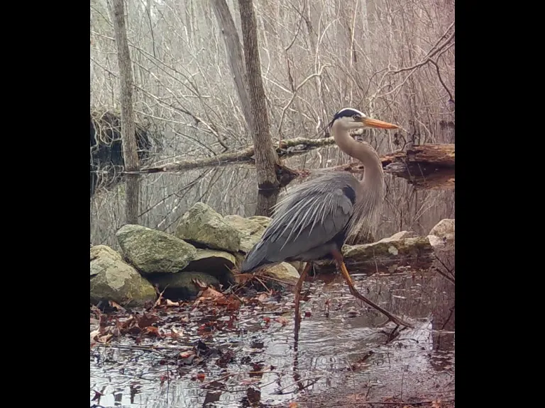 A great blue heron in Framingham, photographed with an automatically triggered wildlife camera by Margaret McKane.