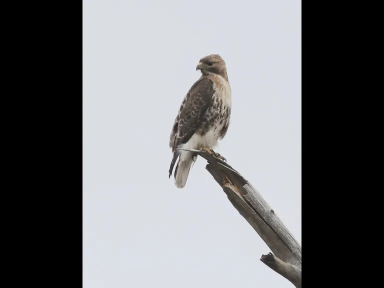 A red-tailed hawk at Breakneck Hill Conservation Land in Southborough, photographed by Steve Forman.