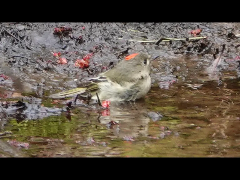 A ruby-crowned kinglet in Lincoln, photographed by Ron McAdow.