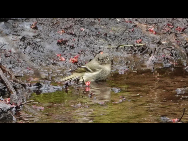 A ruby-crowned kinglet in Lincoln, photographed by Ron McAdow.