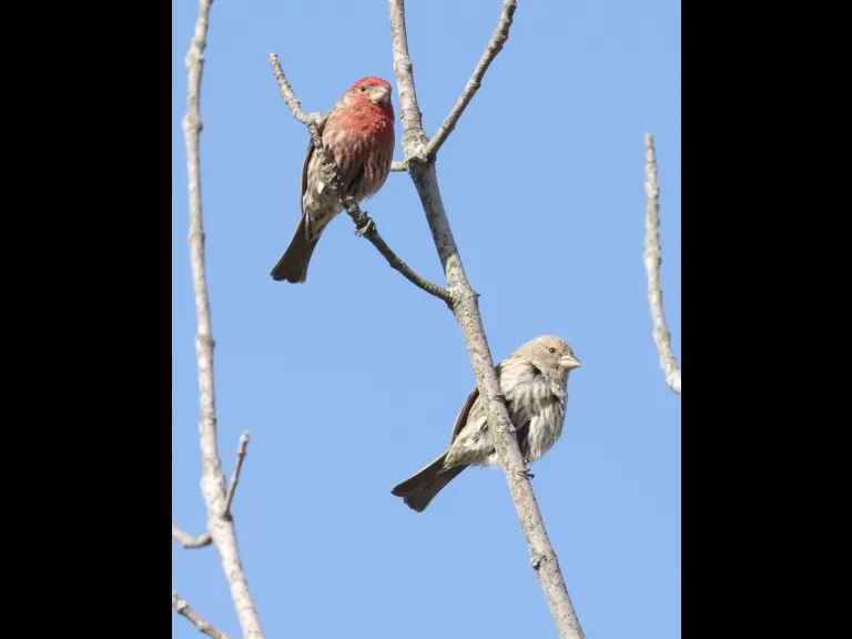 House finches at Breakneck Hill Conservation Land in Southborough, photographed by Steve Forman.